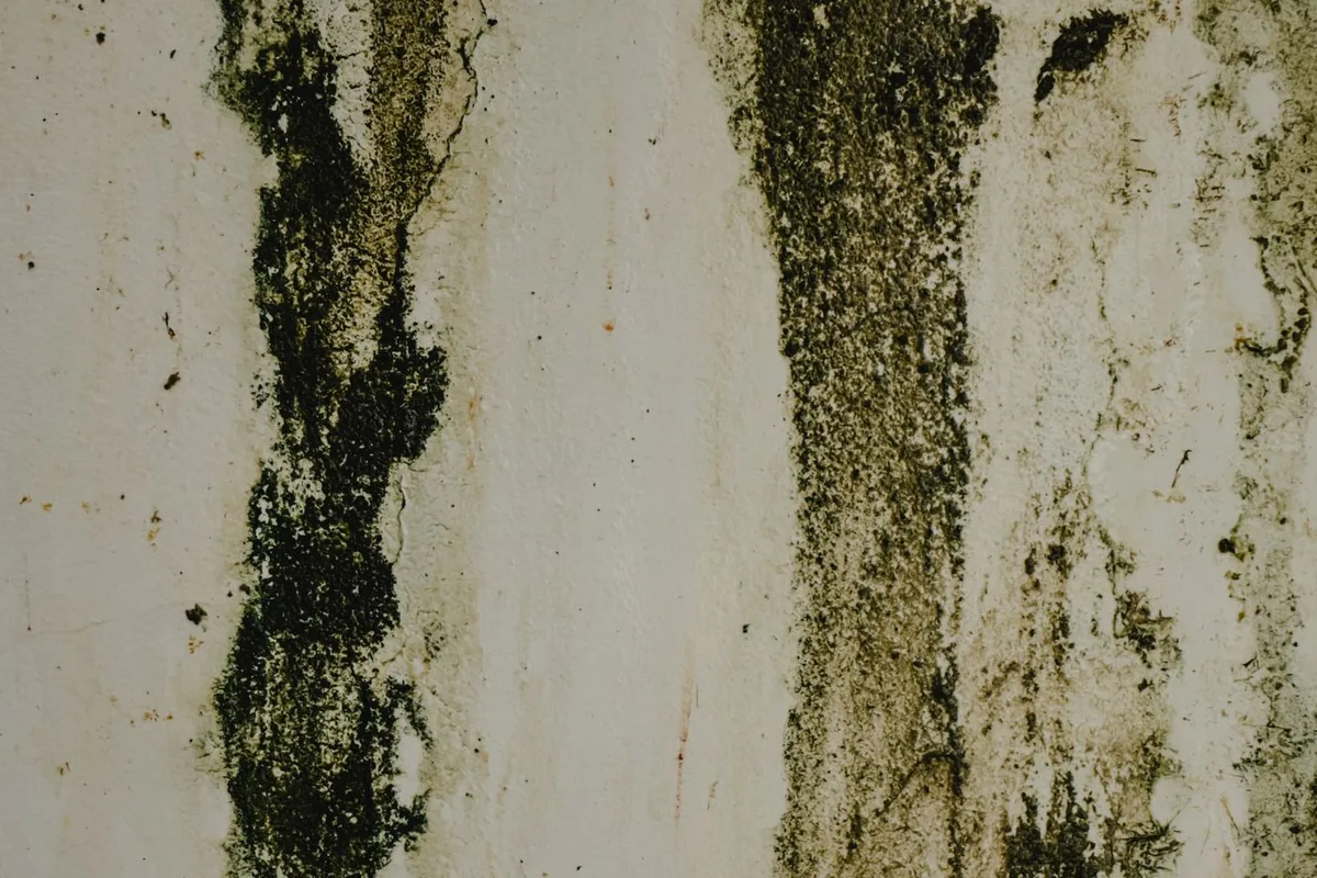 Water staining and mold spreading on an interior wall